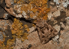 Anarta sodae