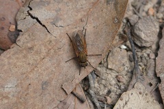 Anabarhynchus kosciuskoensis