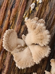 Fungi