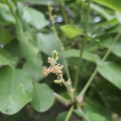 Lannea schweinfurthii