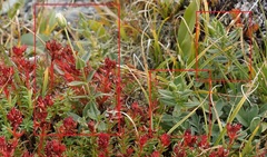 Cerastium lithospermifolium