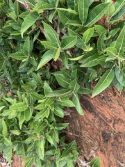 Ficus ingens