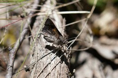 Trapezites phigalioides