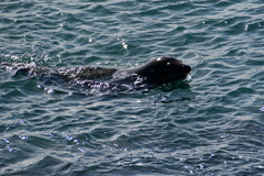 Arctocephalus