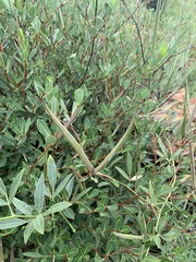 Cryptolepis oblongifolia