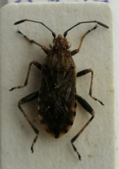 Stictopleurus