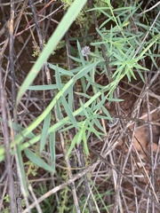 Lasiosiphon sericocephalus