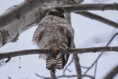 Accipiter nisus