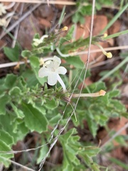 Chascanum hederaceum