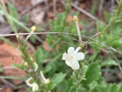 Chascanum hederaceum