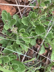 Chascanum hederaceum