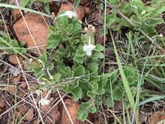 Chascanum hederaceum