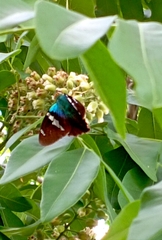 Astraptes fulgerator