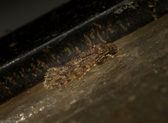 Acridotarsa celsella