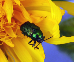 Cryptocephalus