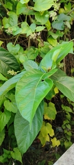 Ficus hispida