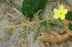 Tribulus taiwanense