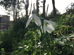 Galanthus