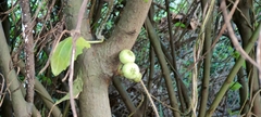 Ficus hispida