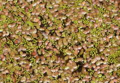 Lemna disperma