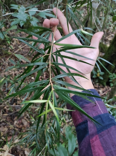 Image of Pinus krempfii by no rights reserved