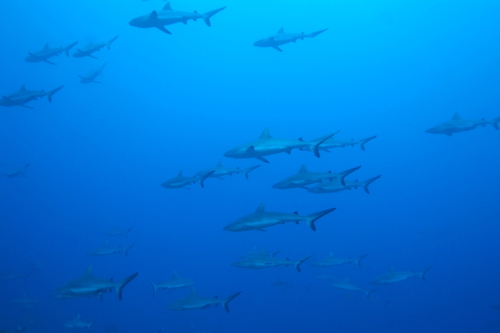 Grey reef shark