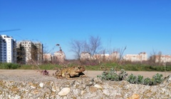 Bufotes viridis viridis