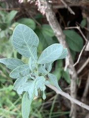 Searsia zeyheri