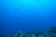 Carcharhinus amblyrhynchos