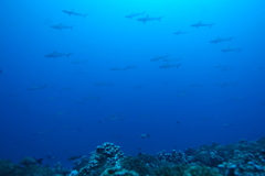 Carcharhinus amblyrhynchos