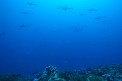 Carcharhinus amblyrhynchos