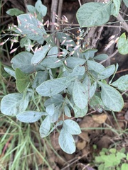 Searsia zeyheri