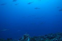 Carcharhinus amblyrhynchos