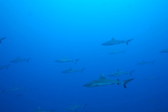 Carcharhinus amblyrhynchos