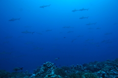 Carcharhinus amblyrhynchos