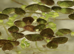 Lemna disperma