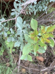 Searsia zeyheri