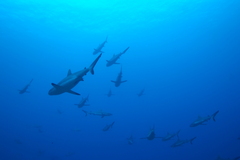 Carcharhinus amblyrhynchos