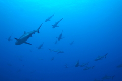 Carcharhinus amblyrhynchos