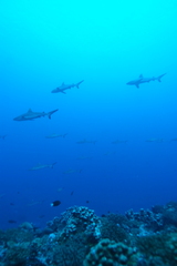 Carcharhinus amblyrhynchos