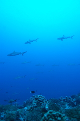 Carcharhinus amblyrhynchos