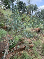 Searsia zeyheri