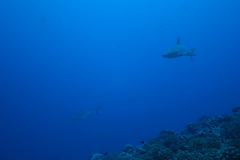 Carcharhinus amblyrhynchos