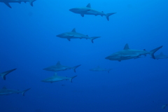 Carcharhinus amblyrhynchos