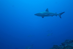 Carcharhinus amblyrhynchos