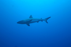Carcharhinus amblyrhynchos