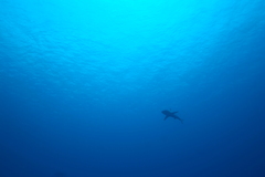 Carcharhinus amblyrhynchos