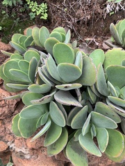 Crassula swaziensis