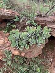 Crassula swaziensis