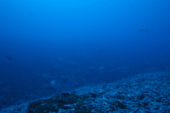 Carcharhinus amblyrhynchos